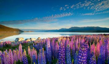 Lake Tekapo Neuseeland NZ