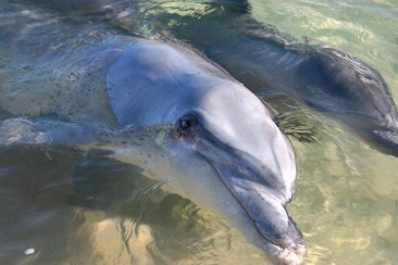 #australien #westaustralien #blueskytravel #reisespezialist #moneymia #delfin